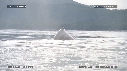 BALEINE A BOSSE
