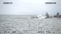 BALEINE A BOSSE