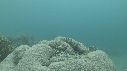 SEICHE, CRABE