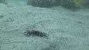 CRABE