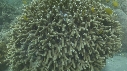 SEICHE, OUEFS