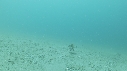 SEICHE, CRABE