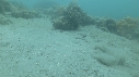 SEICHE, CRABE