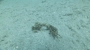 CRABE
