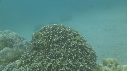 SEICHE, CRABE