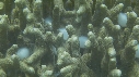 SEICHES, OUEFS, CORAIL