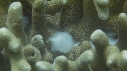 SEICHES, OUEFS, CORAIL