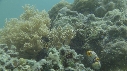 POISSONS RASOIR