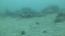 SEICHE, CRABE