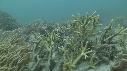 POISSONS, CORAIL