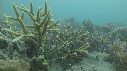 POISSONS, CORAIL