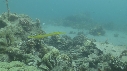 POISSON FLUTE