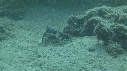 CRABE
