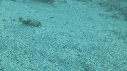 CRABE