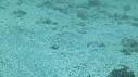 CRABE