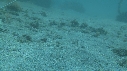 CRABE