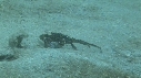 CRABE