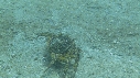 CRABE