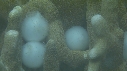 SEICHE, OUEFS