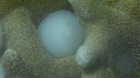 SEICHE, OUEFS