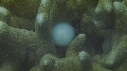 SEICHE, OUEFS