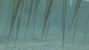 POISSONS RASOIR