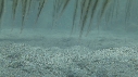 POISSONS RASOIR