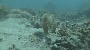 SEICHE, CRABE