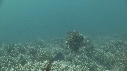 SEICHE