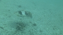 SEICHE, CRABE