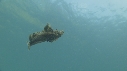 POISSON DIABLE