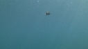 POISSON DIABLE
