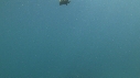 POISSON DIABLE