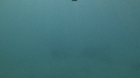POISSON DIABLE