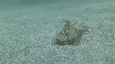 POISSON DIABLE