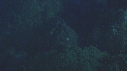 CORAIL, PONTE