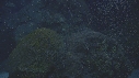 CORAIL, PONTE