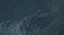 CORAIL, PONTE