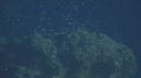 CORAIL, PONTE