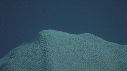 CORAIL, PONTE