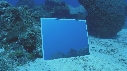 POISSONS, MIROIR