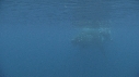 BALEINE, BALEINEAU