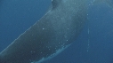 BALEINE, BALEINEAU