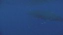 BALEINE, BALEINEAU