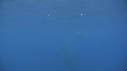 BALEINE, BALEINEAU