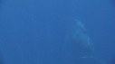 BALEINE, BALEINEAU
