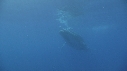 BALEINE, BALEINEAU