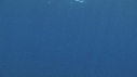 BALEINE, BALEINEAU