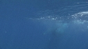 BALEINE, BALEINEAU