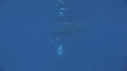 BALEINE, BALEINEAU